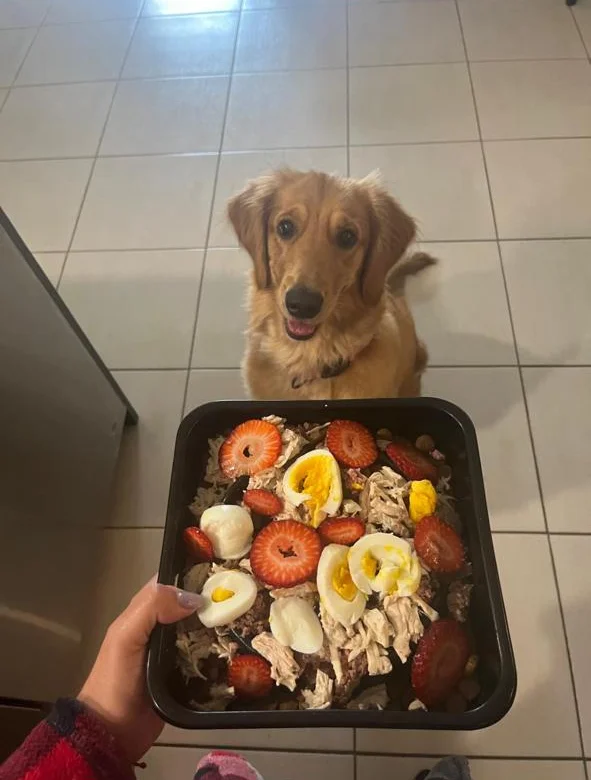 Golden retriever esperando su plato de comida casera